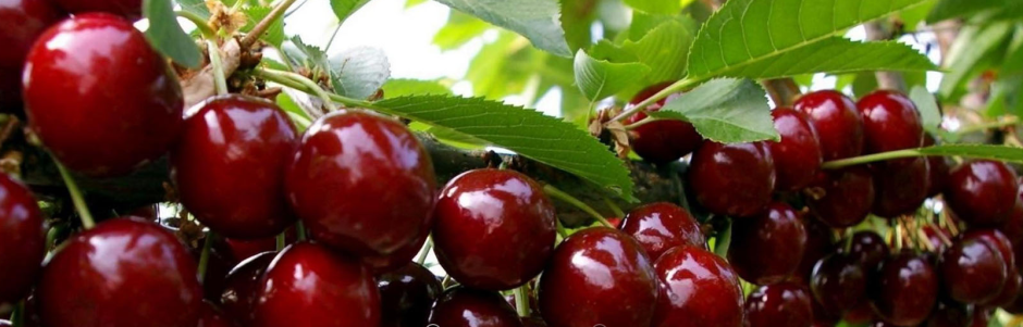 screenshot-from-2017-02-14-09-32-47