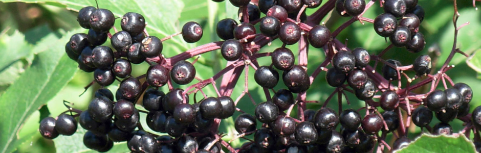 screenshot-from-2017-02-14-09-34-42