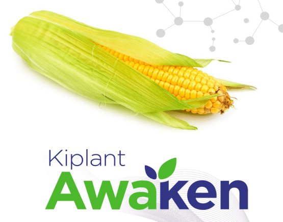 Ingyen Nitrogén Műtrágya, Egészséges, Erős Növények és 20%-kal Több Termés!